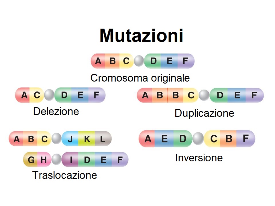 L evoluzione Tutti I Meccanismi Spiegati Il Superuovo
