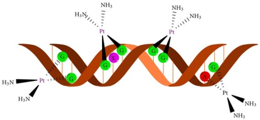 Legami intrastrand del DNA