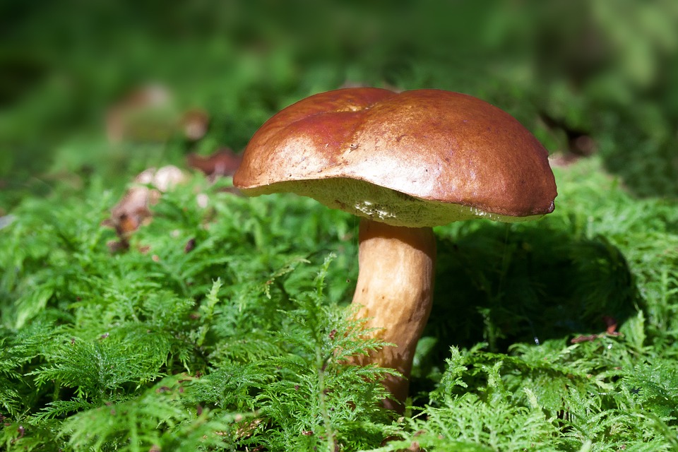 Le caratteristiche e le proprietà dei funghi nel mondo di Super Mario